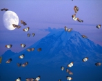 3D Desktop Butterfly Butterflies Screensaver